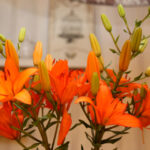 Wystawa lilii w Kieleckim Centrum Kultury / Kamil Król / Radio Kielce