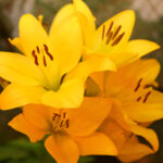 Wystawa lilii w Kieleckim Centrum Kultury / Kamil Król / Radio Kielce