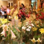 Wystawa lilii w Kieleckim Centrum Kultury / Kamil Król / Radio Kielce