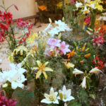 Wystawa lilii w Kieleckim Centrum Kultury / Kamil Król / Radio Kielce