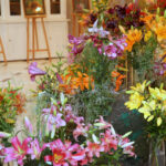 Wystawa lilii w Kieleckim Centrum Kultury / Kamil Król / Radio Kielce