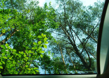 "Las z okna" (dachowego w samochodzie) / Irek / arch. prywatne