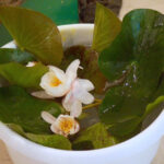 Wystawa lilii w Kieleckim Centrum Kultury / Bartłomiej Zapała / Radio Kielce