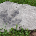 Świętokrzyskie na fali - Bałtów. / Ewa Kiślak / Radio Kielce