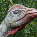 Świętokrzyskie na fali - Bałtów. / Ewa Kiślak / Radio Kielce