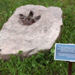 Świętokrzyskie na fali - Bałtów. / Ewa Kiślak / Radio Kielce