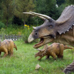 Świętokrzyskie na fali - Bałtów. / Ewa Kiślak / Radio Kielce