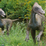 Świętokrzyskie na fali - Bałtów. / Ewa Kiślak / Radio Kielce