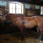 Świętokrzyskie na fali - Bałtów. / Ewa Kiślak / Radio Kielce