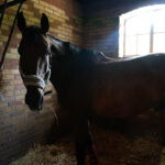 Świętokrzyskie na fali - Bałtów. / Ewa Kiślak / Radio Kielce