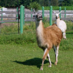 Dziki Zachód w Kurozwękach / Konrad Łużniak / Radio Kielce