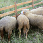 Projekt LIFE + "Ochrona cennych siedlisk przyrodniczych na Ponidziu" / Ewa Okońska / Radio Kielce