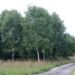 Świętokrzyskie na fali (12.08.2014) - Młynek Nieświński / Robert Felczak / Radio Kielce