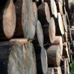 Świętokrzyskie na fali (12.08.2014) - Rezerwat Skałki Piekło pod Nekłaniem / Robert Felczak / Radio Kielce