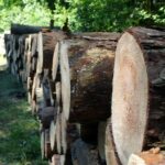 Świętokrzyskie na fali (12.08.2014) - Rezerwat Skałki Piekło pod Nekłaniem / Robert Felczak / Radio Kielce