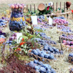 Święto śliwki w Szydłowie / Robert Felczak / Radio Kielce