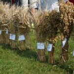 Dożynki w Bałtowie (7 września 2014 r.) / Teresa Czajkowska / Radio Kielce