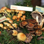 Święto leśników w Kielcach / Kamil Król / Radio Kielce