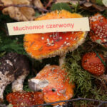 Święto leśników w Kielcach / Kamil Król / Radio Kielce