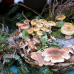 Święto leśników w Kielcach / Kamil Król / Radio Kielce