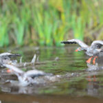 II Świętokrzyski Festiwal Modeli Redukcyjnych w Wojewódzkim Domu Kultury w Kielcach / Krzysztof Żołądek / Radio Kielce
