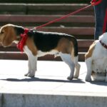 Kieleckie obchody św. Huberta - patrona myśliwych / Stanisław Blinstrub / Radio Kielce