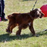 Kieleckie obchody św. Huberta - patrona myśliwych / Stanisław Blinstrub / Radio Kielce