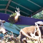 Kieleckie obchody św. Huberta - patrona myśliwych / Stanisław Blinstrub / Radio Kielce