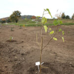 14.10.2014 Ogród botaniczny. Nasadzenie drzew. / Kamil Król / Radio Kielce