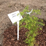 14.10.2014 Ogród botaniczny. Nasadzenie drzew. / Kamil Król / Radio Kielce