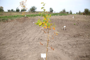 14.10.2014 Ogród botaniczny. Nasadzenie drzew. / Kamil Król / Radio Kielce