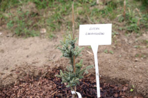 14.10.2014 Ogród botaniczny. Nasadzenie drzew. / Kamil Król / Radio Kielce