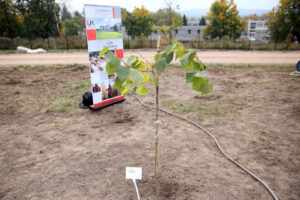 14.10.2014 Ogród botaniczny. Nasadzenie drzew. / Kamil Król / Radio Kielce