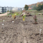 14.10.2014 Ogród botaniczny. Nasadzenie drzew. / Kamil Król / Radio Kielce