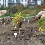 14.10.2014 Ogród botaniczny. Nasadzenie drzew. / Kamil Król / Radio Kielce