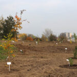 14.10.2014 Ogród botaniczny. Nasadzenie drzew. / Kamil Król / Radio Kielce