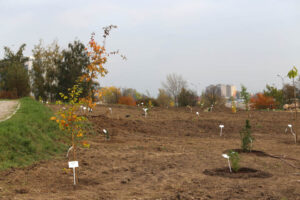 14.10.2014 Ogród botaniczny. Nasadzenie drzew. / Kamil Król / Radio Kielce