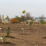 14.10.2014 Ogród botaniczny. Nasadzenie drzew. / Kamil Król / Radio Kielce