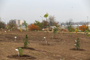 14.10.2014 Ogród botaniczny. Nasadzenie drzew. / Kamil Król / Radio Kielce