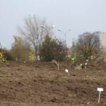 14.10.2014 Ogród botaniczny. Nasadzenie drzew. / Kamil Król / Radio Kielce