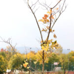 14.10.2014 Ogród botaniczny. Nasadzenie drzew. / Kamil Król / Radio Kielce