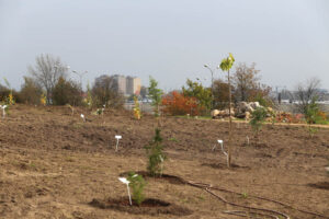 14.10.2014 Ogród botaniczny. Nasadzenie drzew. / Kamil Król / Radio Kielce