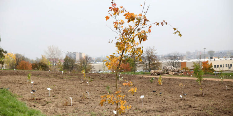 14.10.2014 Ogród botaniczny. Nasadzenie drzew. / Kamil Król / Radio Kielce