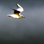 18.10.2014 Dunkierka. W oczekiwaniu na mecz Vive Tauron Kielce. / Wojciech Habdas / Radio Kielce