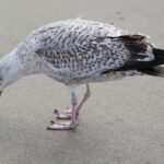 18.10.2014 Dunkierka. W oczekiwaniu na mecz Vive Tauron Kielce. / Wojciech Habdas / Radio Kielce