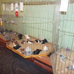 22.11.2014 Wystawa gołębi w Sandomierzu / Radio Kielce