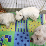 VIII Międzynarodowa Wystawa psów Rasowych w Targach Kielce / Kamil Król / Radio Kielce