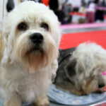 VIII Międzynarodowa Wystawa psów Rasowych w Targach Kielce / Kamil Król / Radio Kielce