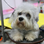 VIII Międzynarodowa Wystawa psów Rasowych w Targach Kielce / Kamil Król / Radio Kielce