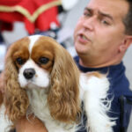 VIII Międzynarodowa Wystawa psów Rasowych w Targach Kielce / Kamil Król / Radio Kielce